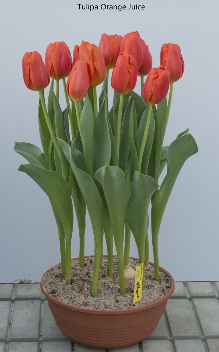 Pot-with-Tulipa-'Orange Juice'