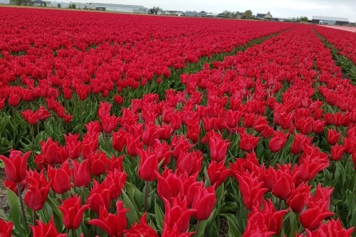 Red Tulips in field