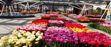 Keukenhof Pavilions