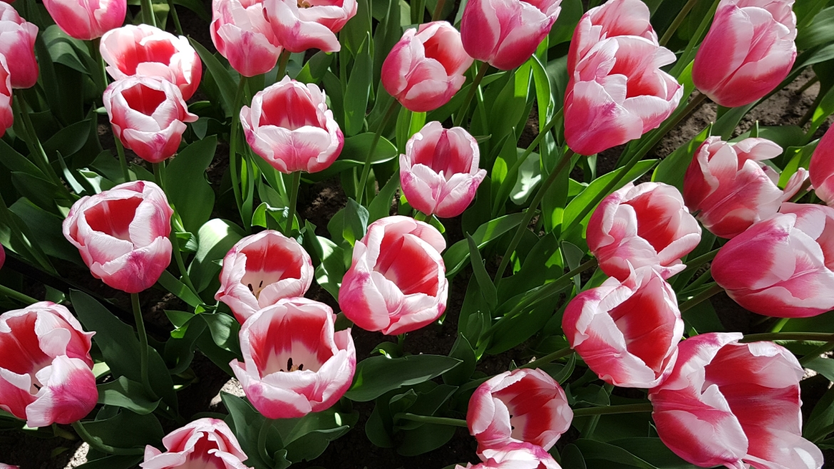 Triumph-Tulip-'Lech-Walesa'