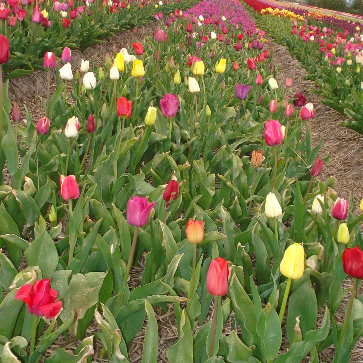 Tulip-seedlings-flowering-for-the-first-time-after-5-6-years.- Each-plant-is-unique