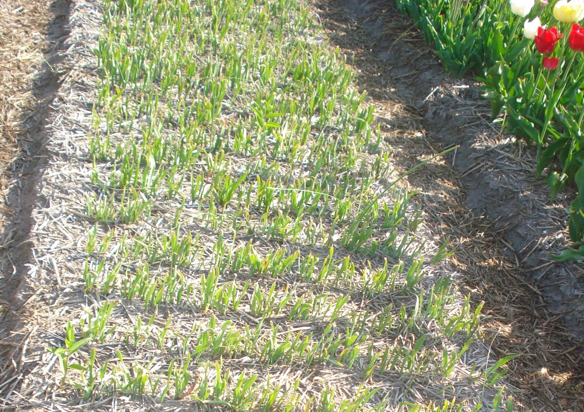 Tulip-seedlings-2nd. -year-in-spring