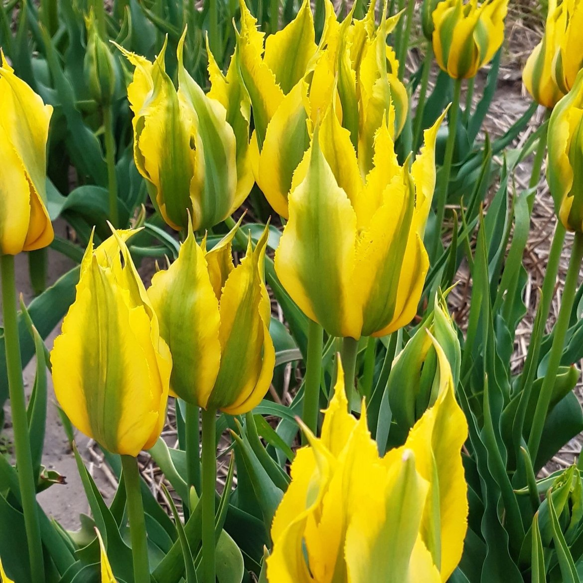 Yellow+green-Viridiflora-Tulip-with-lily-shaped-petals