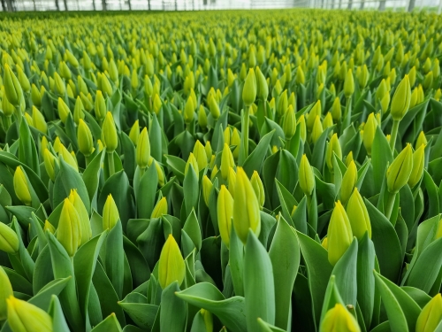 Yellow Tulip cut flowers in greenhouse