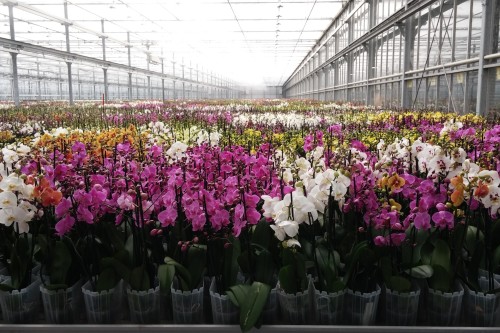 Phalaenopsis Orchids in greenhouse