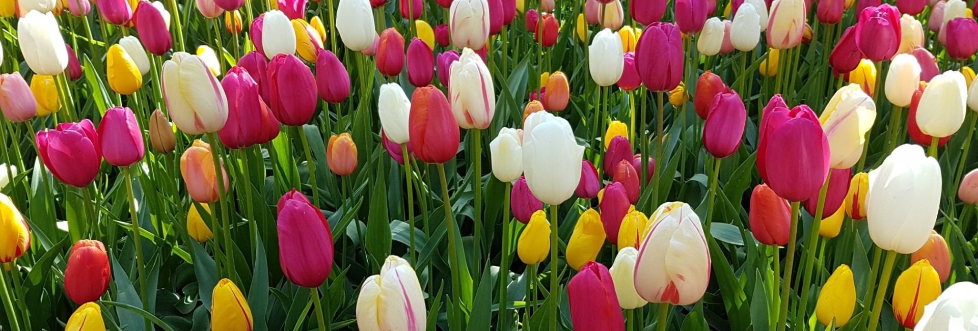 Mixed-Tulips-planted-at-Keukenhof-park