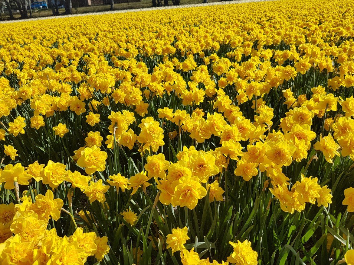 Daffodils field