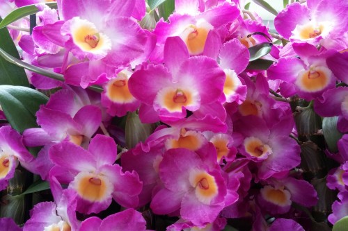 Dendrobium-orchids
