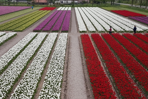 Tulip mosaic planted at Noordoostpolder Holland