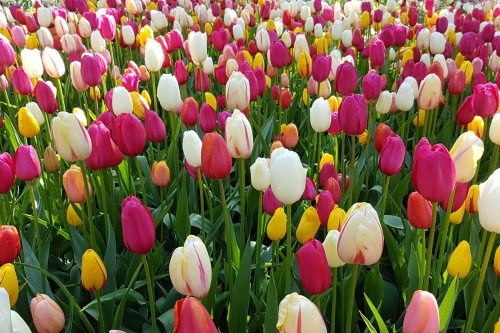 Mixed Tulips at Keukenhof park