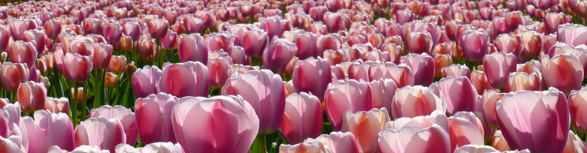Pink white Tulip field