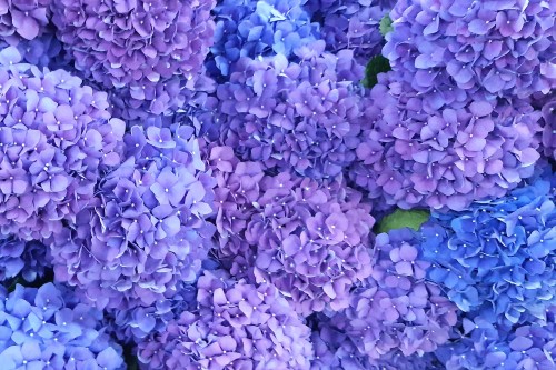 Purple and blue Hydrangeas