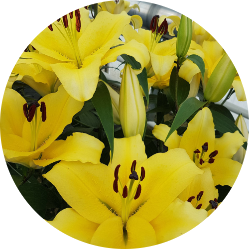yellow-cut-flower-lily