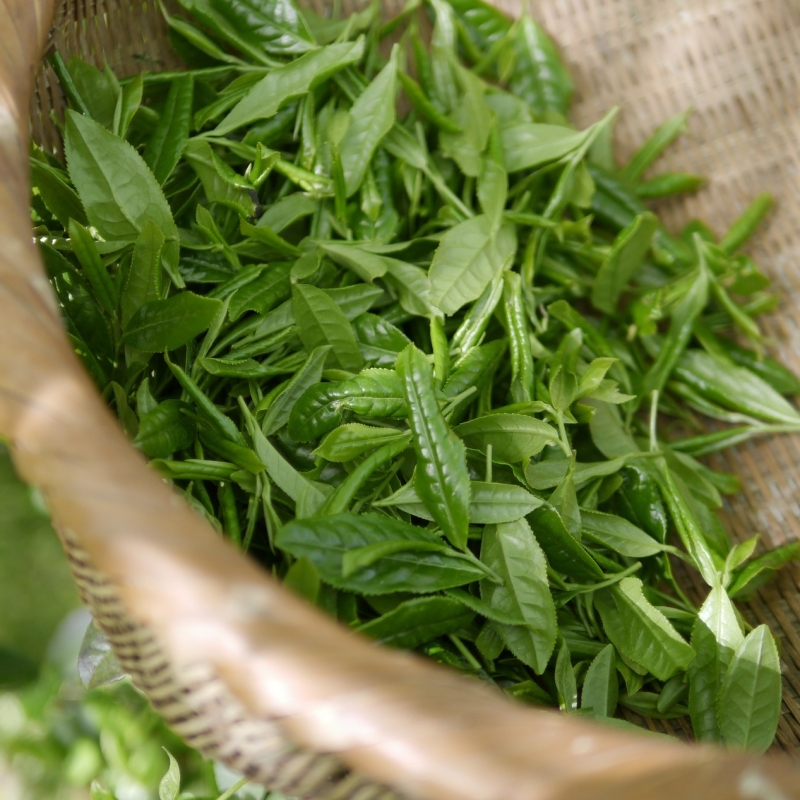 antioxidant groene thee voedingsadvies purmerend