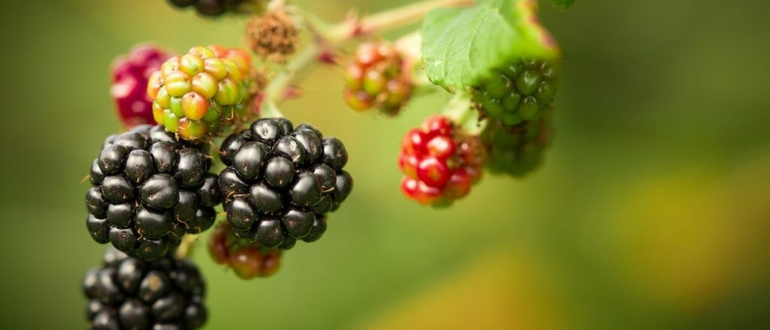 Blueberries: A Superfood for Brain Health