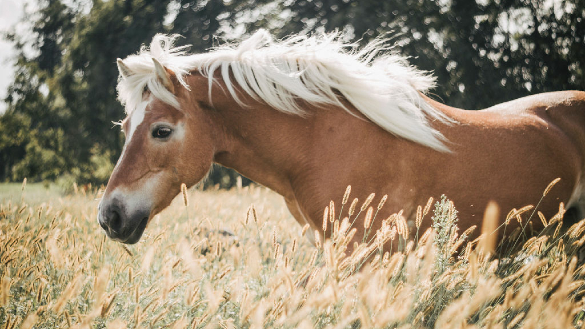 Paardenfotografie - Fotografie Debbie - Barneveld - Haflinger Paardenfotografie - Fotografie Debbie - Barneveld - Haflinger
