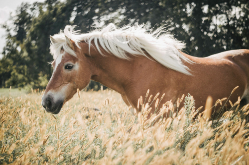 Paardenfotografie - Fotografie Debbie - Barneveld - Haflinger