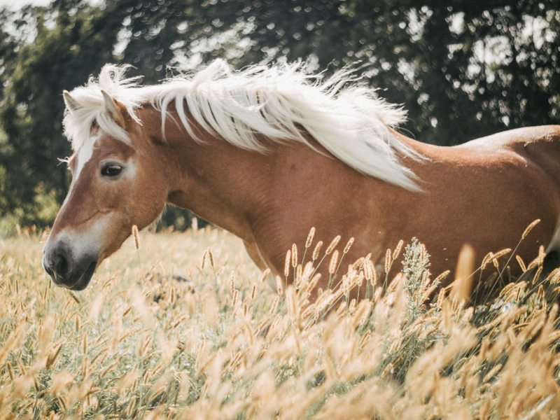 Paardenfotografie - Fotografie Debbie - Barneveld - Haflinger Paardenfotografie - Fotografie Debbie - Barneveld - Haflinger