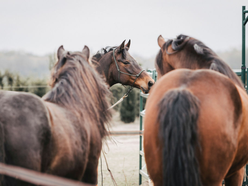 Paardenfotografie - Fotografie Debbie - Barneveld - paarden Paardenfotografie - Fotografie Debbie - Barneveld - paarden over hek