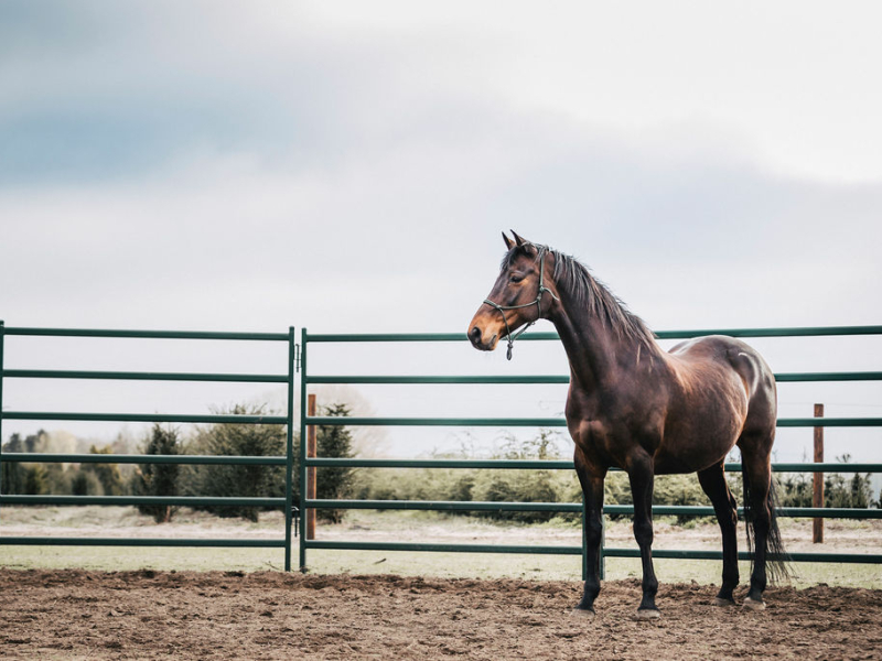 Paardenfotografie - Fotografie Debbie - Barneveld - paarden in bak Paardenfotografie - Fotografie Debbie - Barneveld - paarden in bak