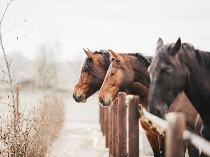Paardenfotografie - Fotografie Debbie - Barneveld - paarden over hek Paardenfotografie - Fotografie Debbie - Barneveld - paarden over hek