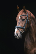 Paardenfotografie - Fotografie Debbie - Barneveld - portret Paardenfotografie - Fotografie Debbie - Barneveld - portret