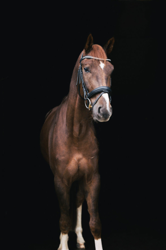 Paardenfotografie - Fotografie Debbie - Barneveld - stal