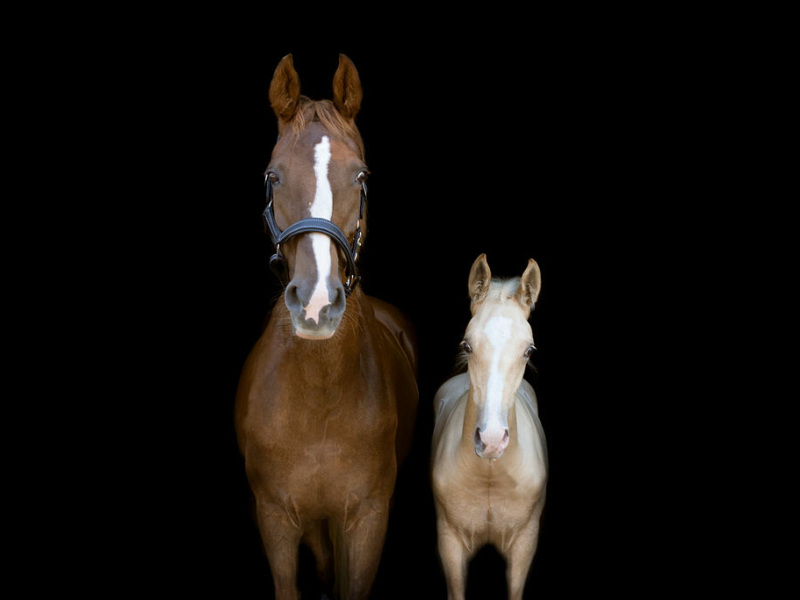 Paardenfotografie - Fotografie Debbie - Barneveld - veulen Paardenfotografie - Fotografie Debbie - Barneveld - veulen