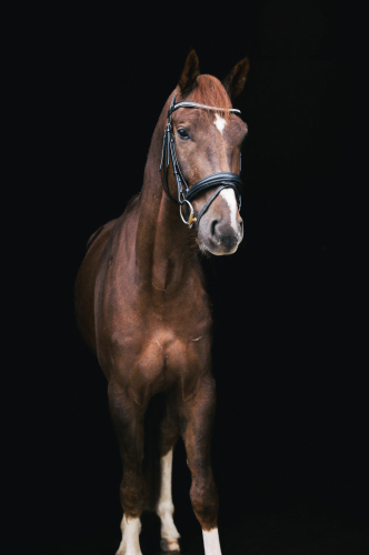 Paardenfotografie - Fotografie Debbie - Barneveld - stal