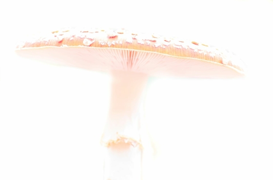 High Key en Low Key Kees-003