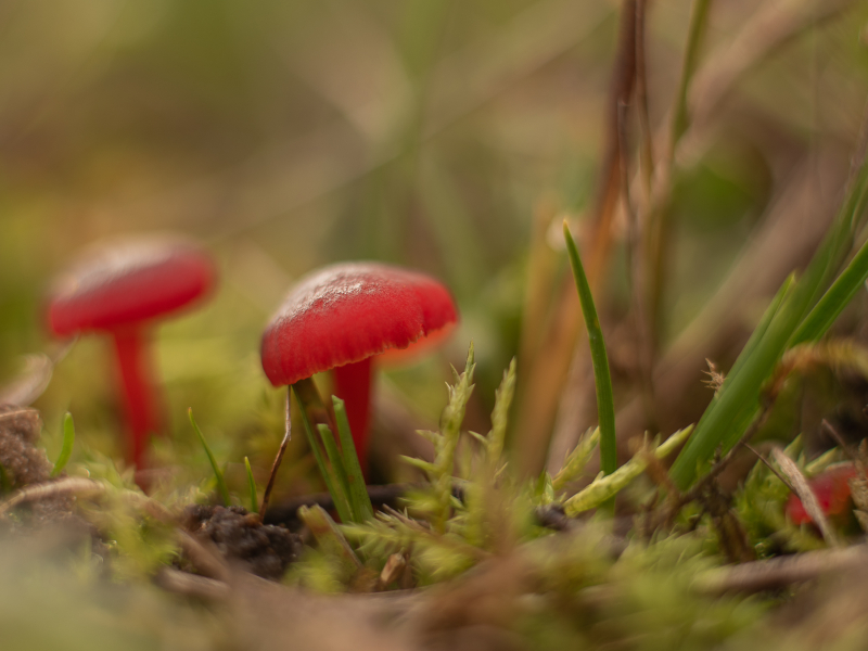 Paddenstoelen in het bos