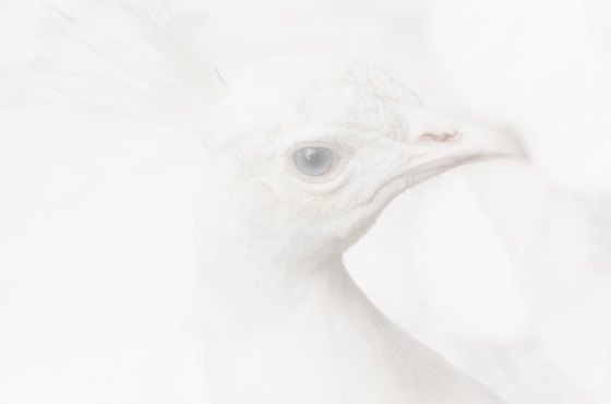 High Key en Low Key Ammy-001