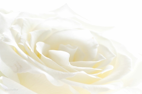 High Key en Low Key Kees-002