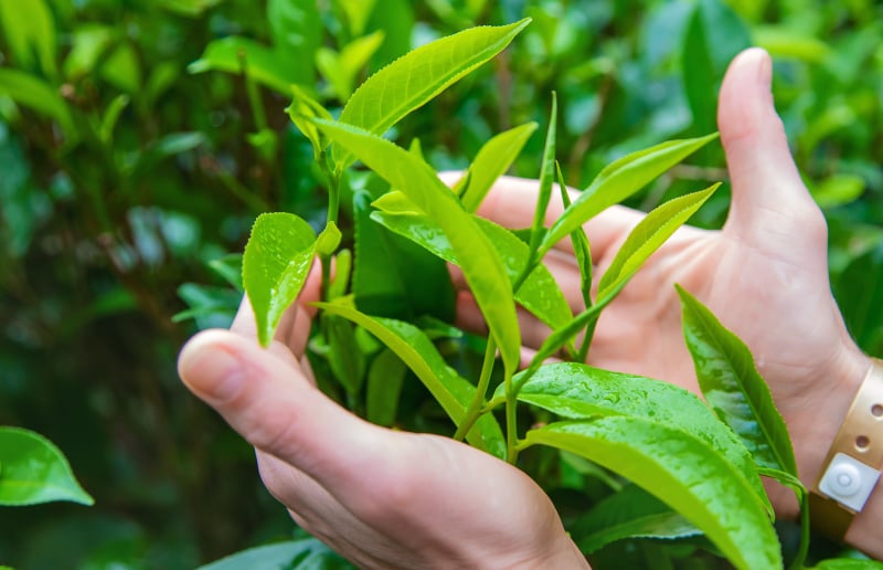 zwarte en groene thee komen van de zelfde plant