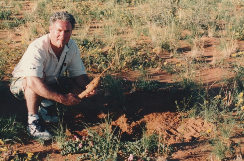 Duivelsklauw in de woestijn van Namibië