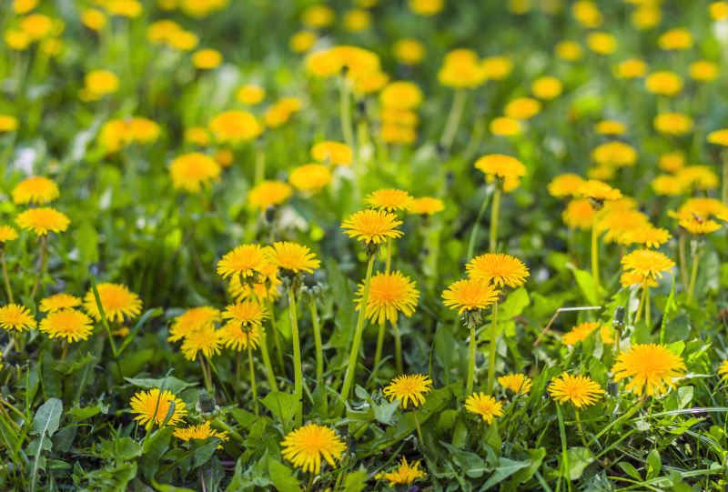 Taraxacum officinale om te detoxen