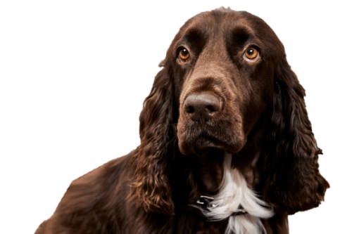 Venn, de praktijkhond