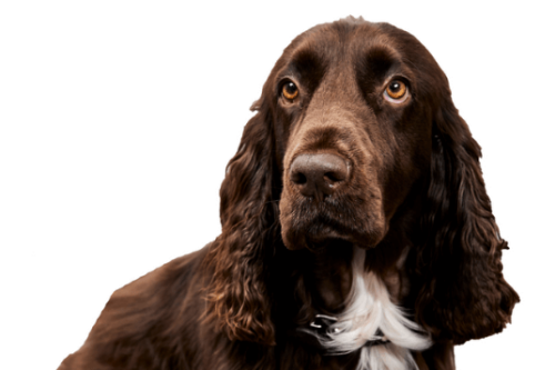Venn, de praktijkhond