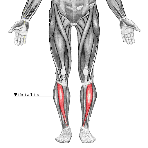 tibialis-anterior-1
