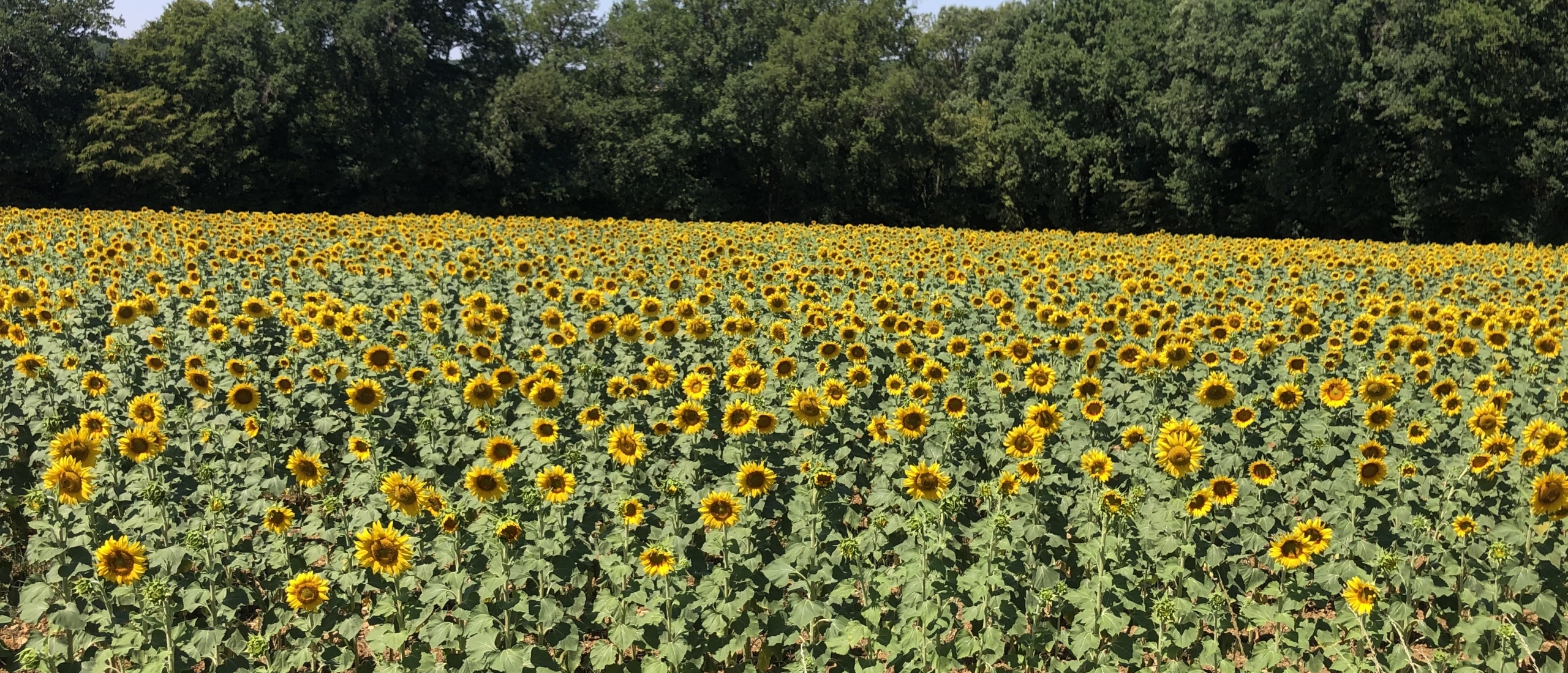 zonnebloemen