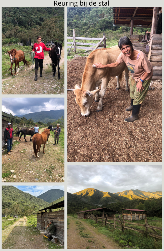 reurung bij de stal