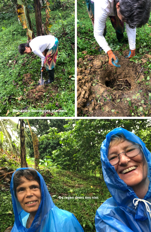 bananen boompjes planten in de regen