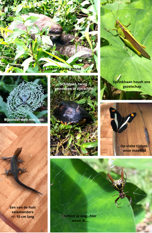 dieren uit de omgeving