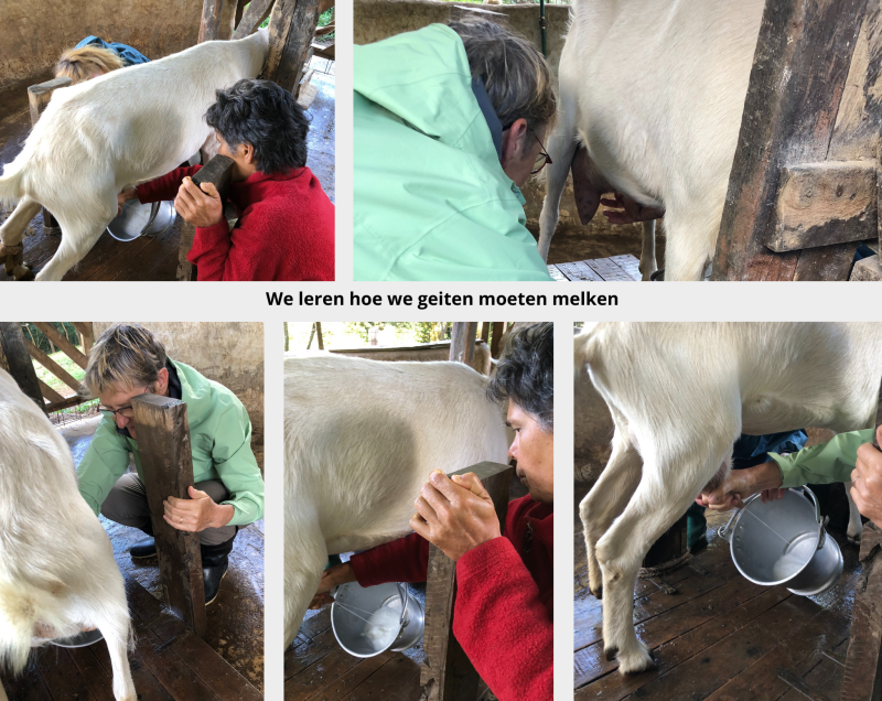 leren geiten melken