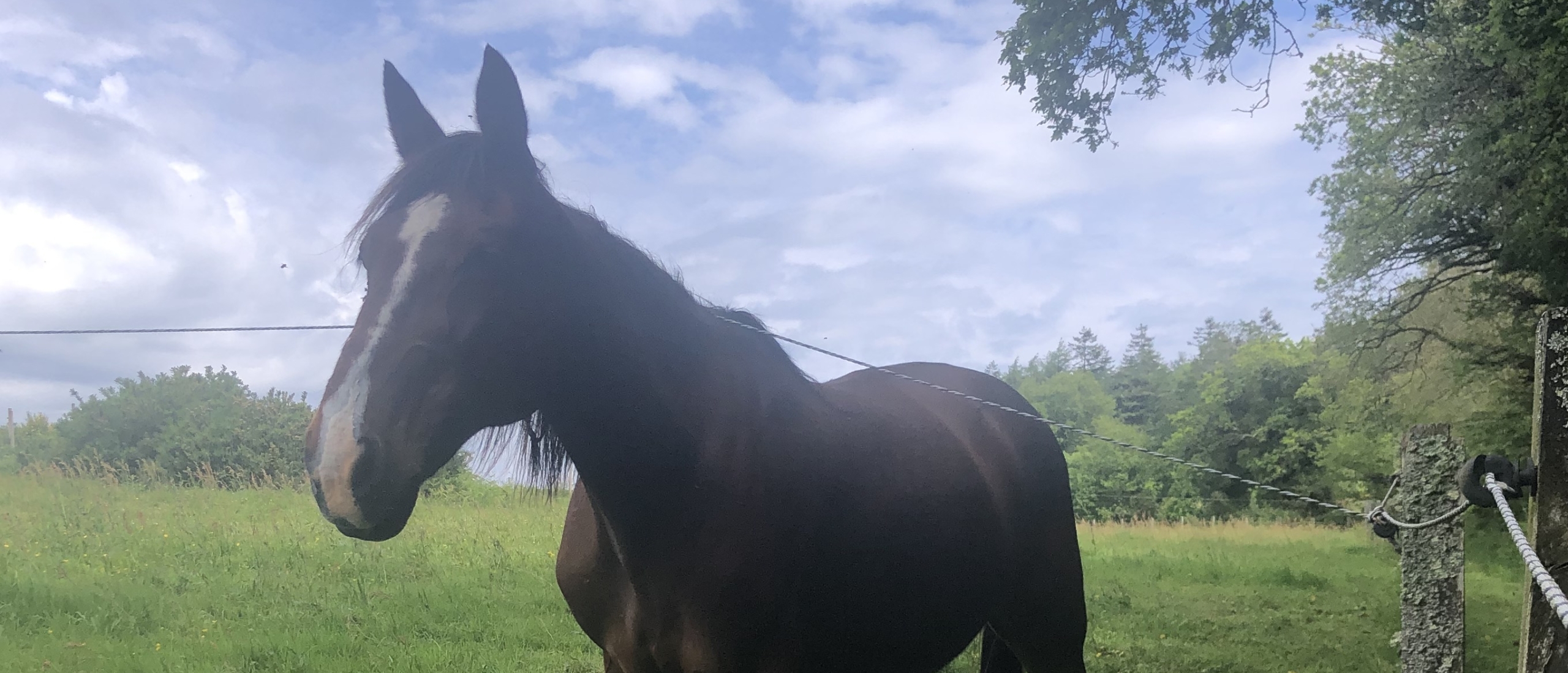 paard sam