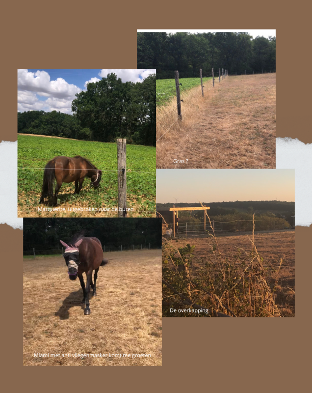 uitbreken pony