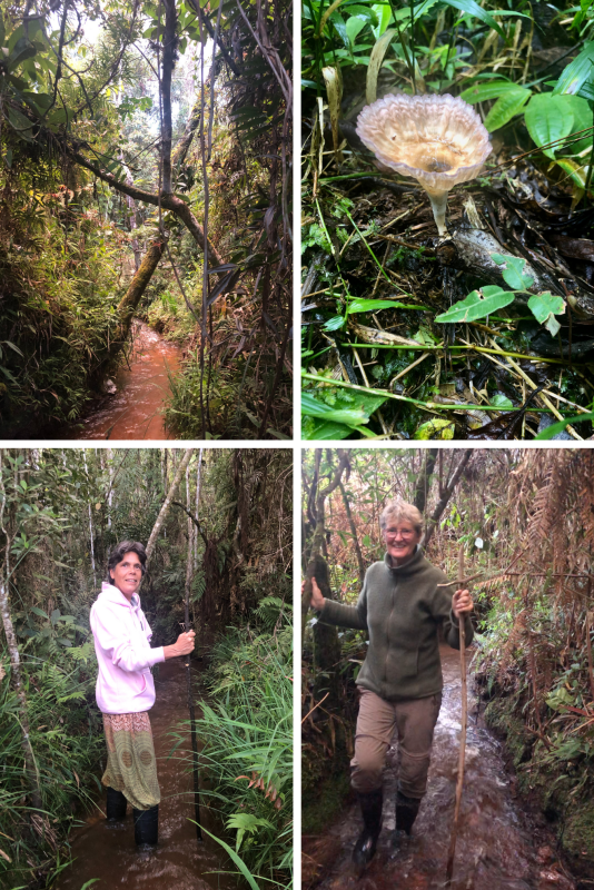 wandeling door de beek