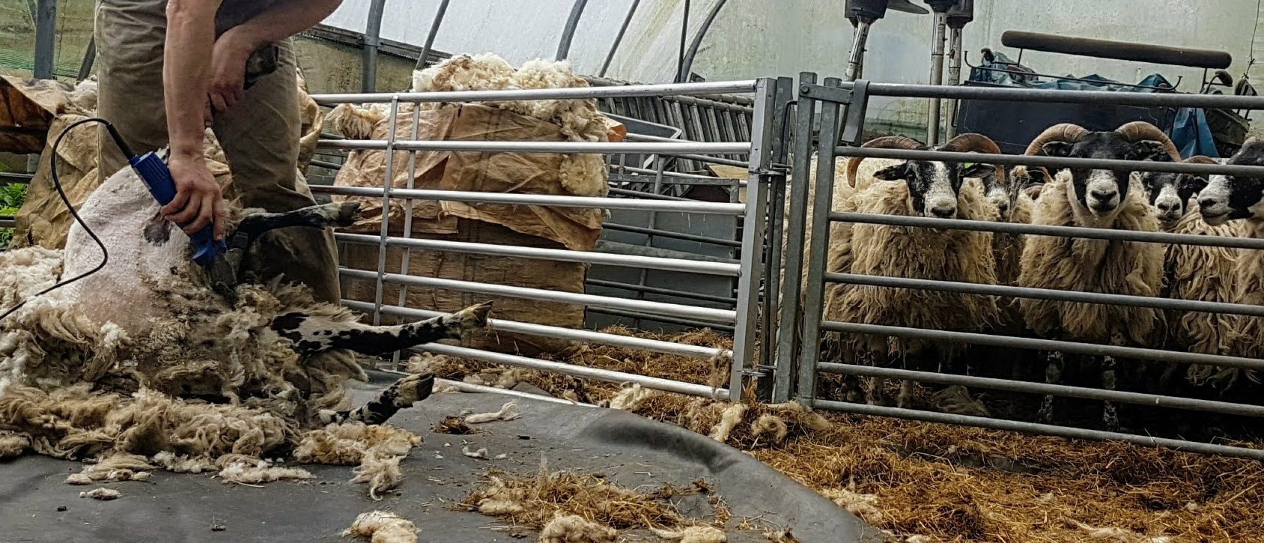 zaterdag 20 mei schapen scheren.  Leuk om te zien en de wol is gratis
