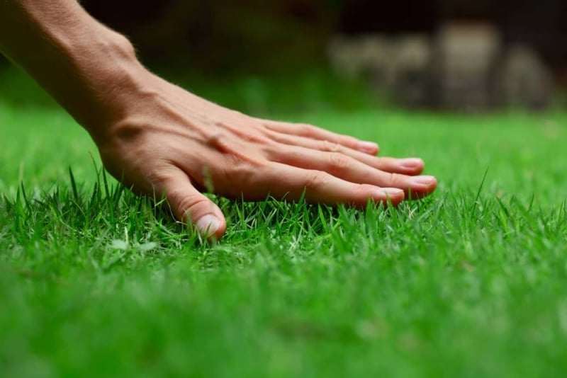 Duurzame graszoden aanleggen