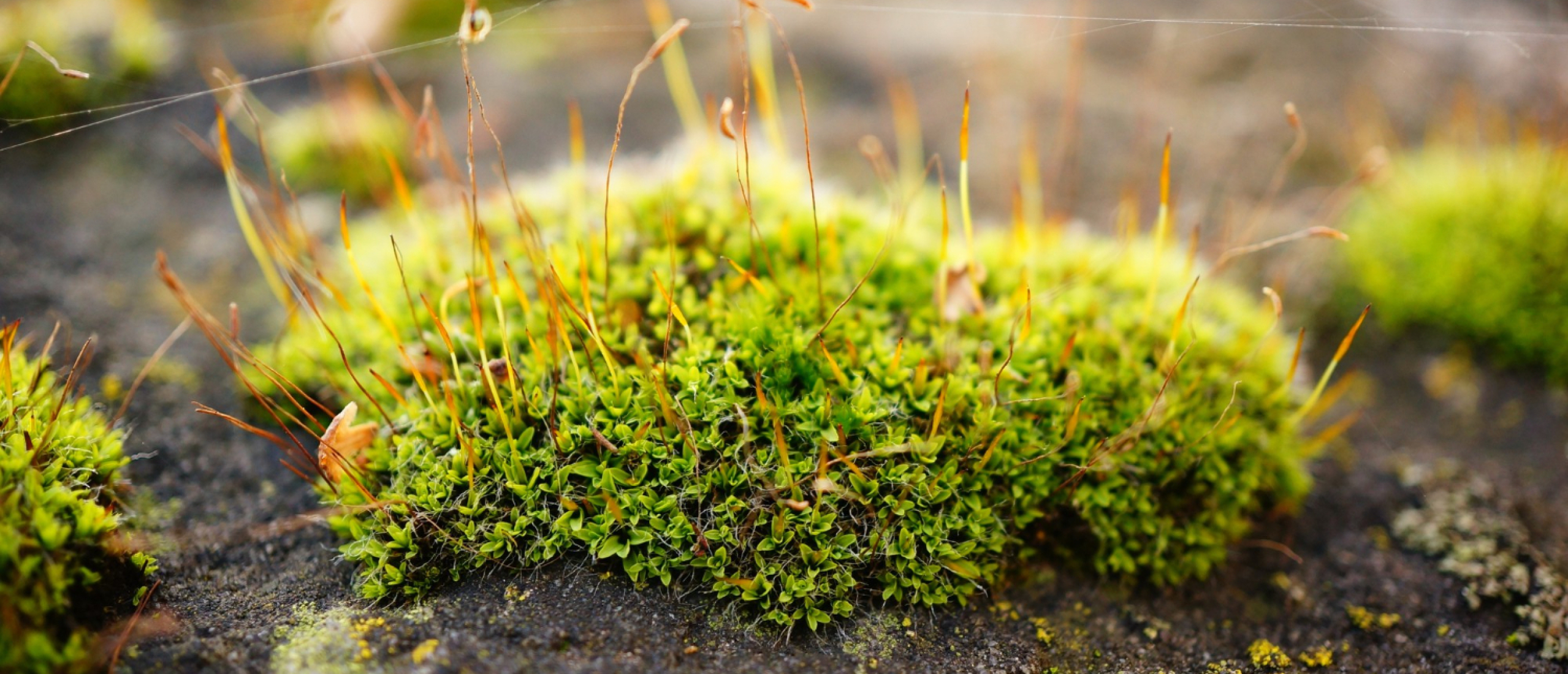 mos in het gazon na de winter